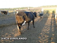 /album/vaca-girolando/vaca-girolando-2-jpg/